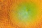 USA, Indiana, Carmel. Close-up of sunflower. Art Print